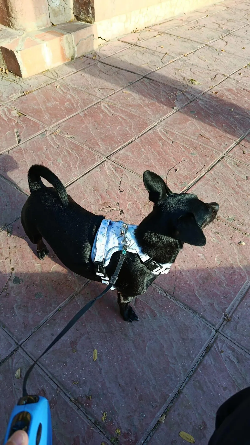 ARNES TRAIL PARA PERRO BLOOM