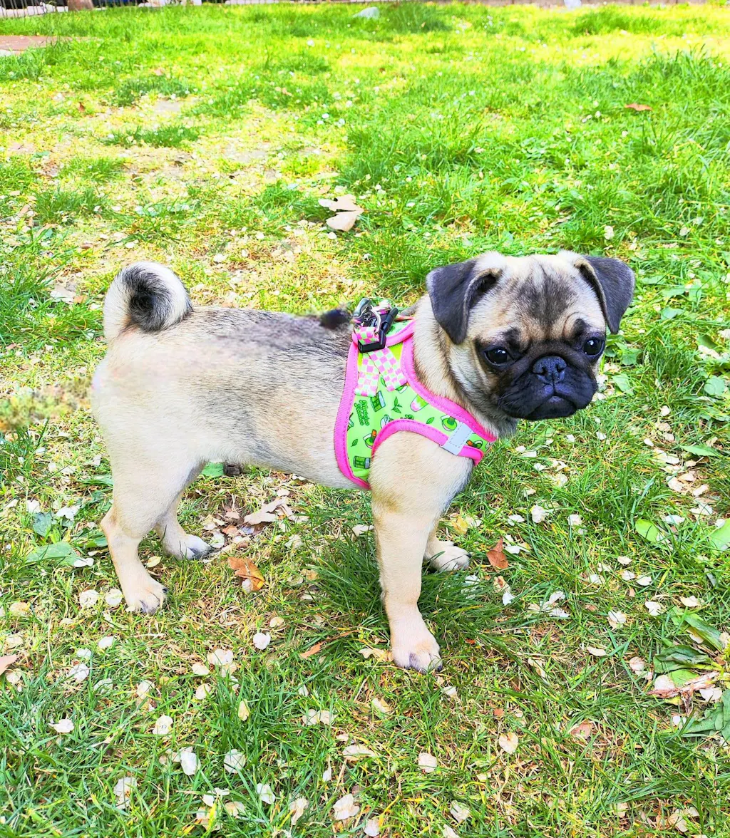 ARNÉS BODY PARA PERRO SO MATCHA