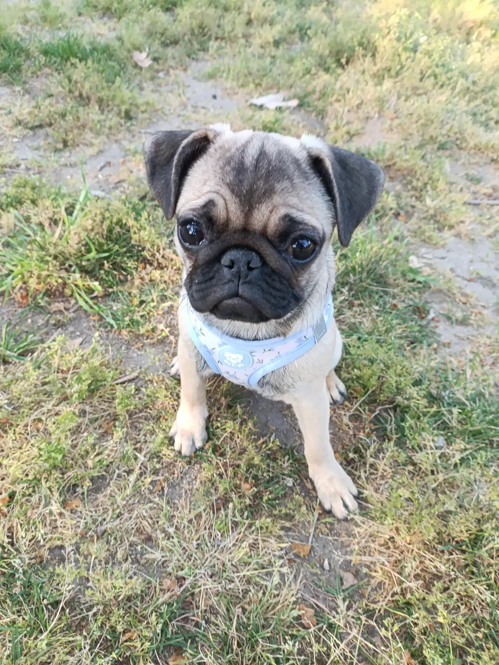 ARNÉS BODY PARA PERRO BLOOM