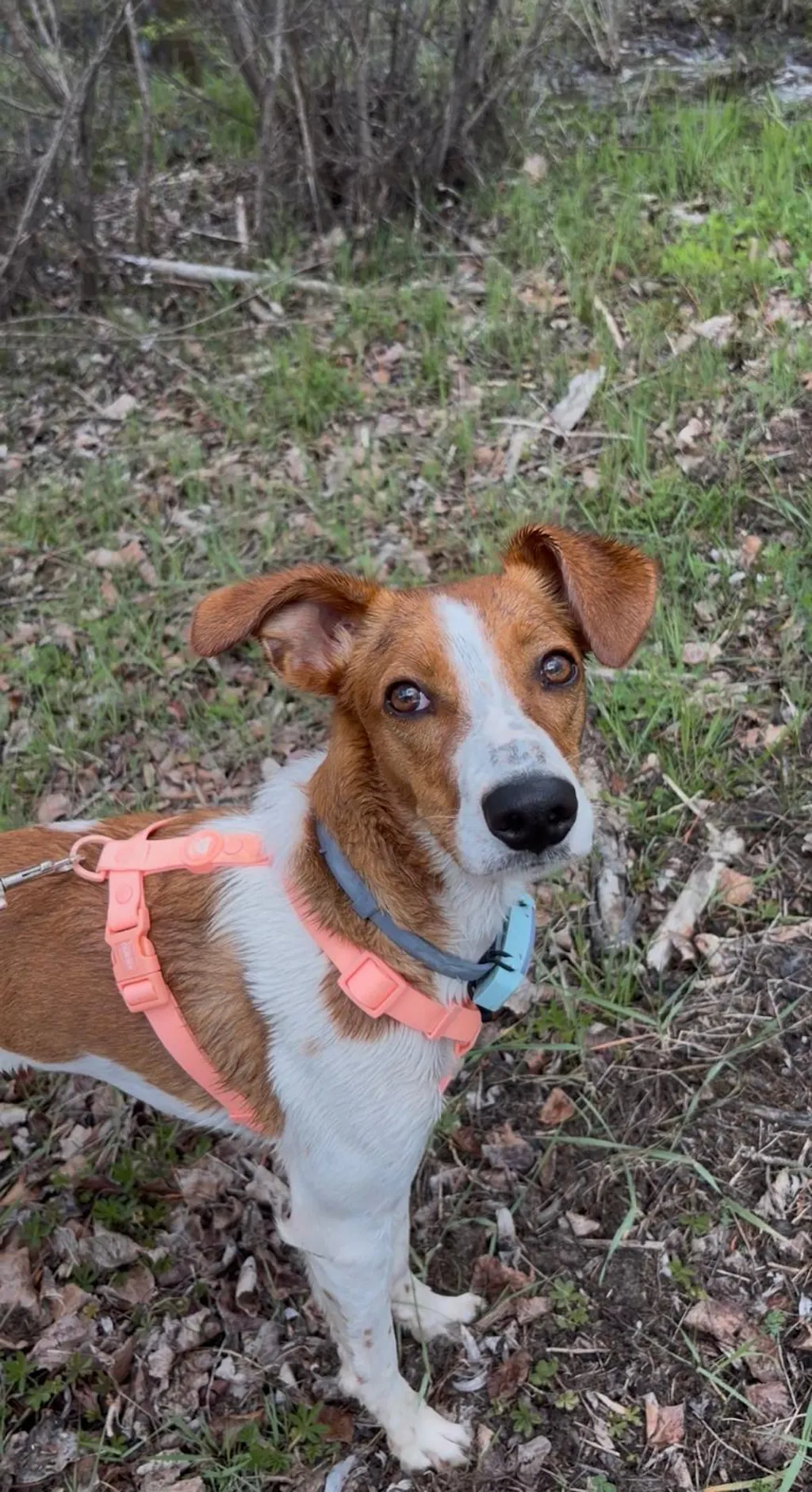 ARNES WATERPROOF PARA PERRO CORAL