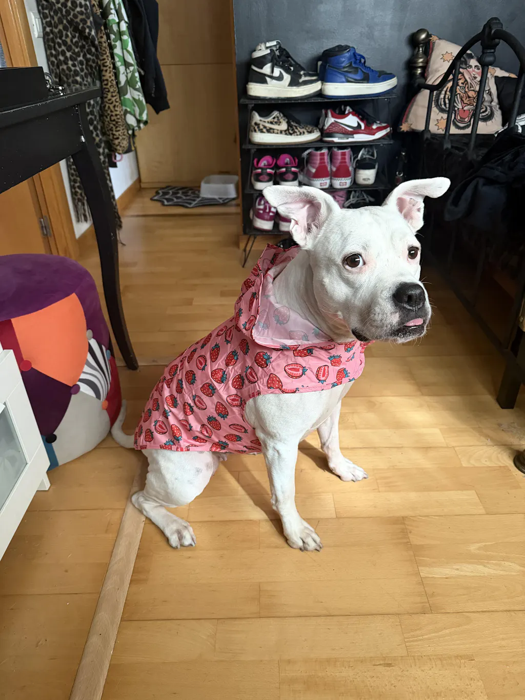 CHUBASQUERO PARA PERRO BERRY LOVE