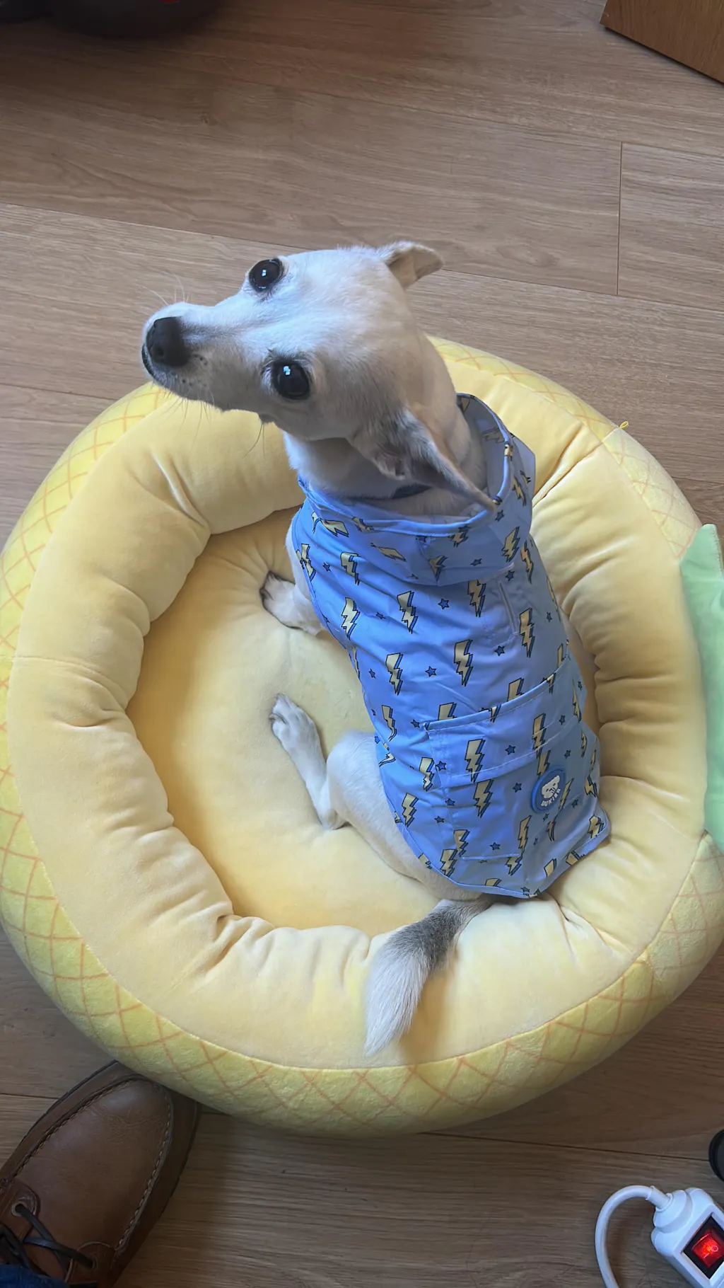 CHUBASQUERO PARA PERRO BERRY LOVE