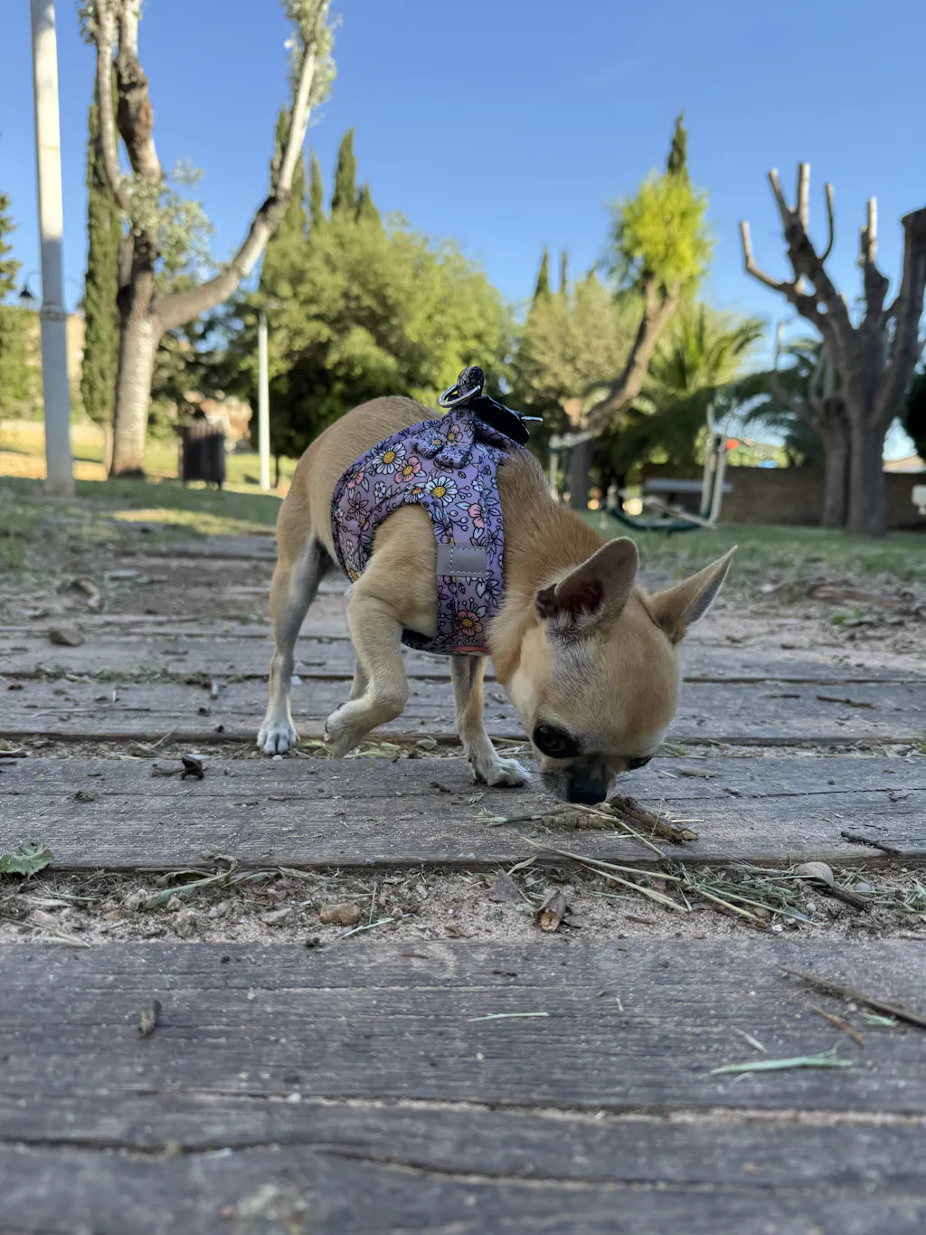ARNÉS BODY PARA PERRO FLOWER POWER