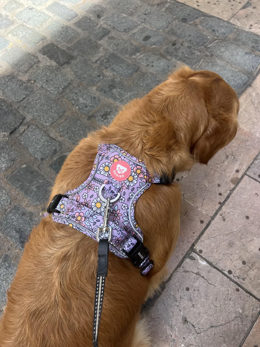 ARNES TRAIL PARA PERRO FLOWER POWER