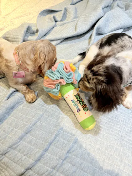 Are Nylon Chew Toys Safe for Dogs: Expert Insights