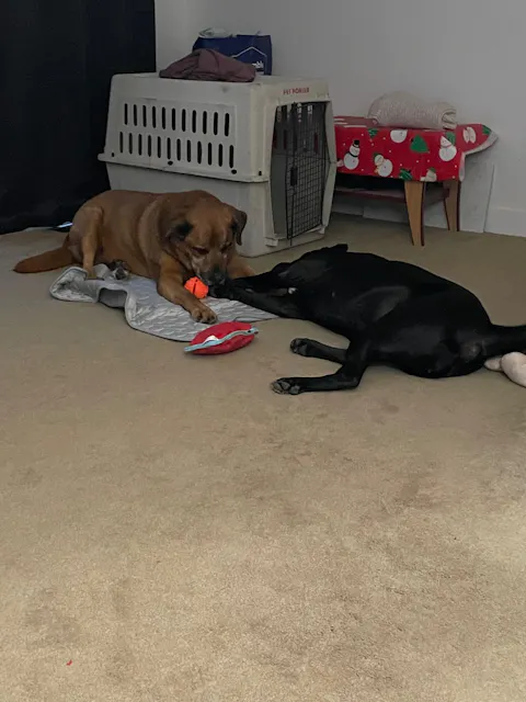 12 Month Plan Multi-Dog Subscription Box