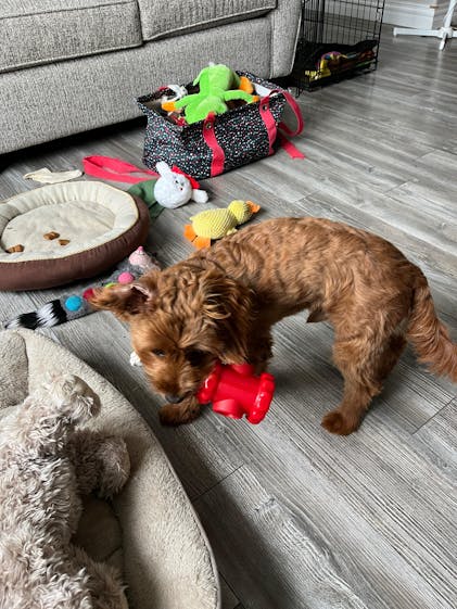 Dog Enrichment Best Puppy Toys To Keep Them Busy Dog Puzzle Toy