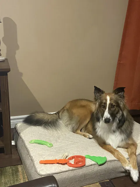 12 Month Plan Multi-Dog Subscription Box