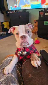 User picture