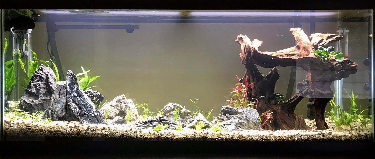 "Beautiful Plants" Cheap Aquarium Plant Package (4 Plants/ 4 Bunches