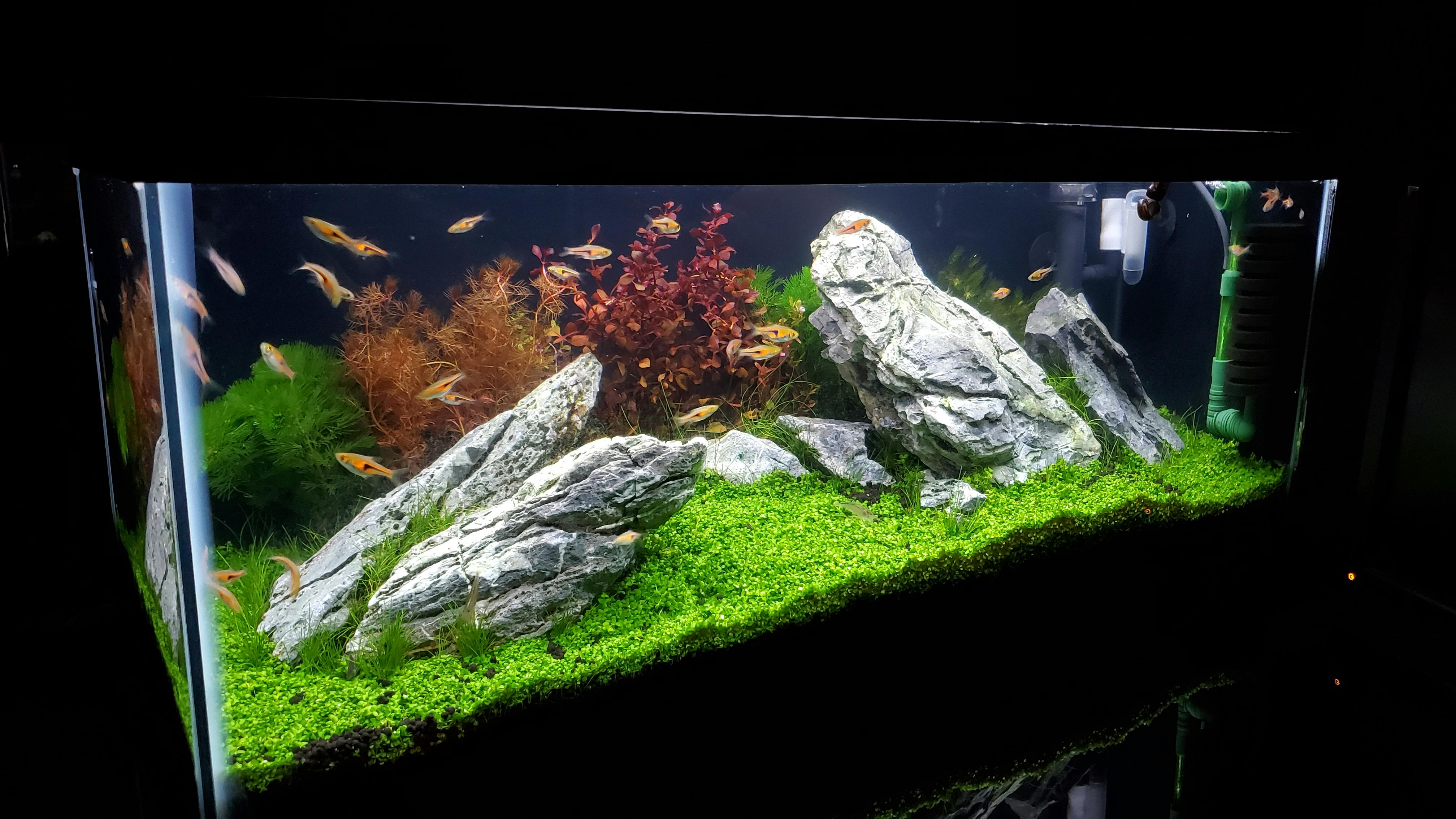 Myriophyllum tuberculatum (INSANE Red Aquarium Plant For Sale