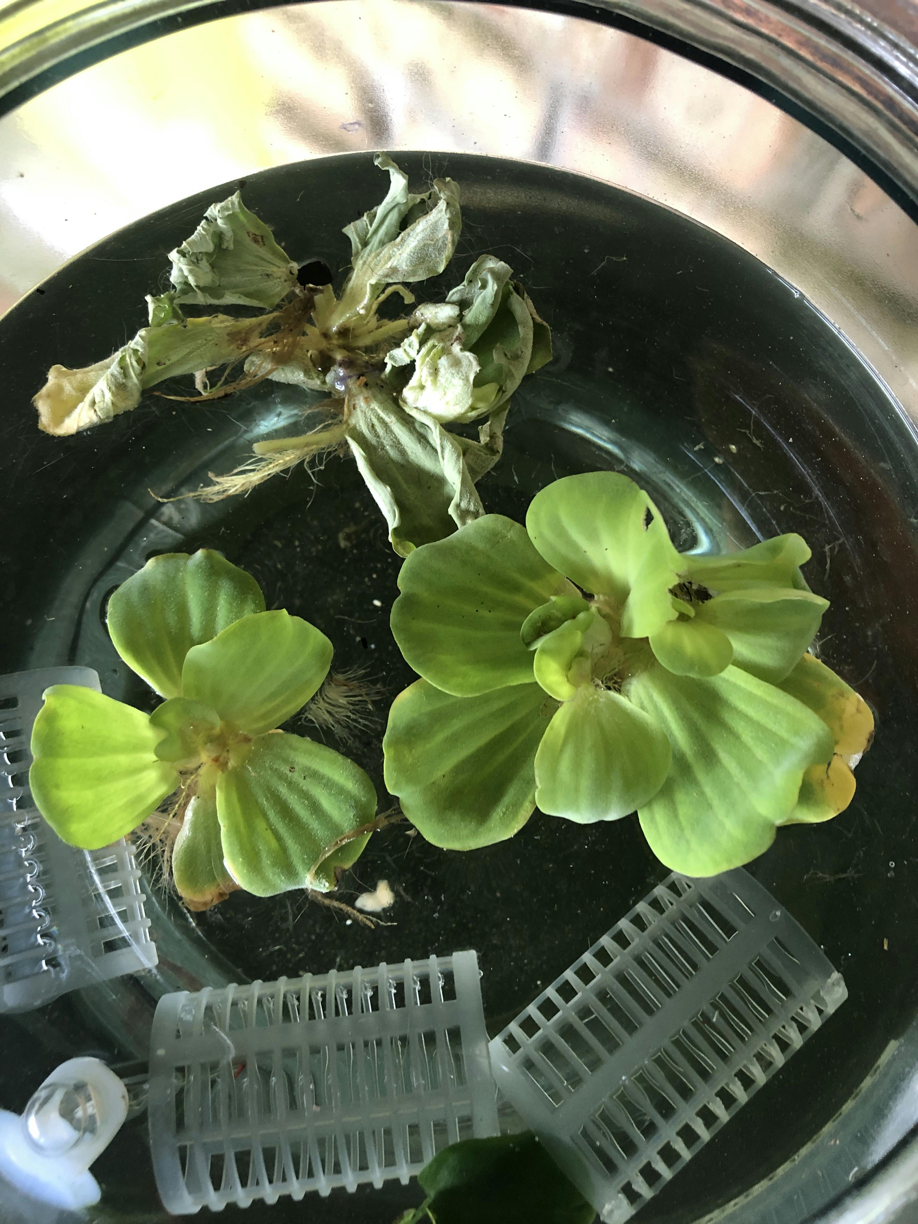 Vallisneria "Jungle Val" EASY Background Aquarium Plant DustinsFishtanks