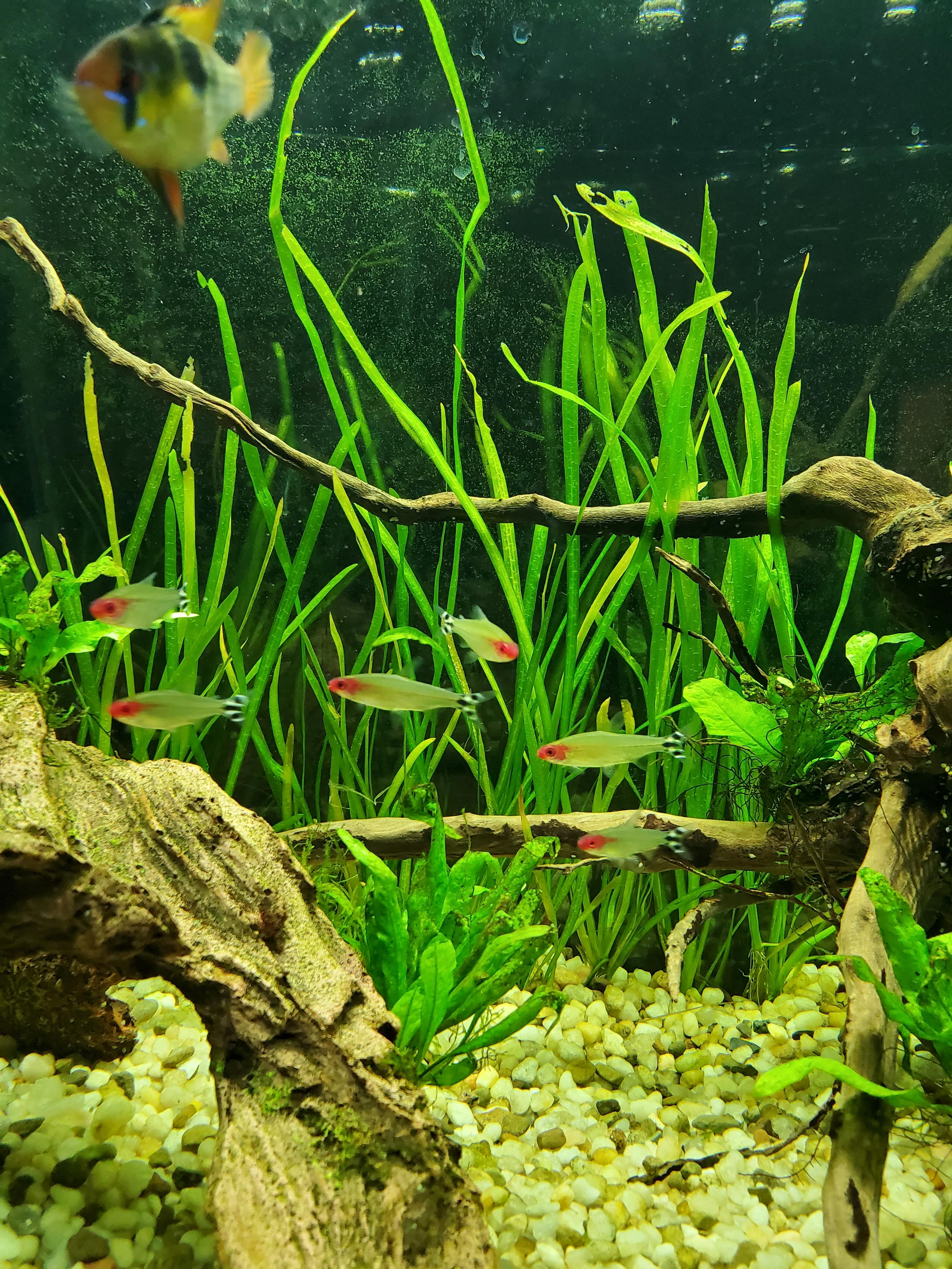 Vallisneria "Jungle Val" EASY Background Aquarium Plant DustinsFishtanks