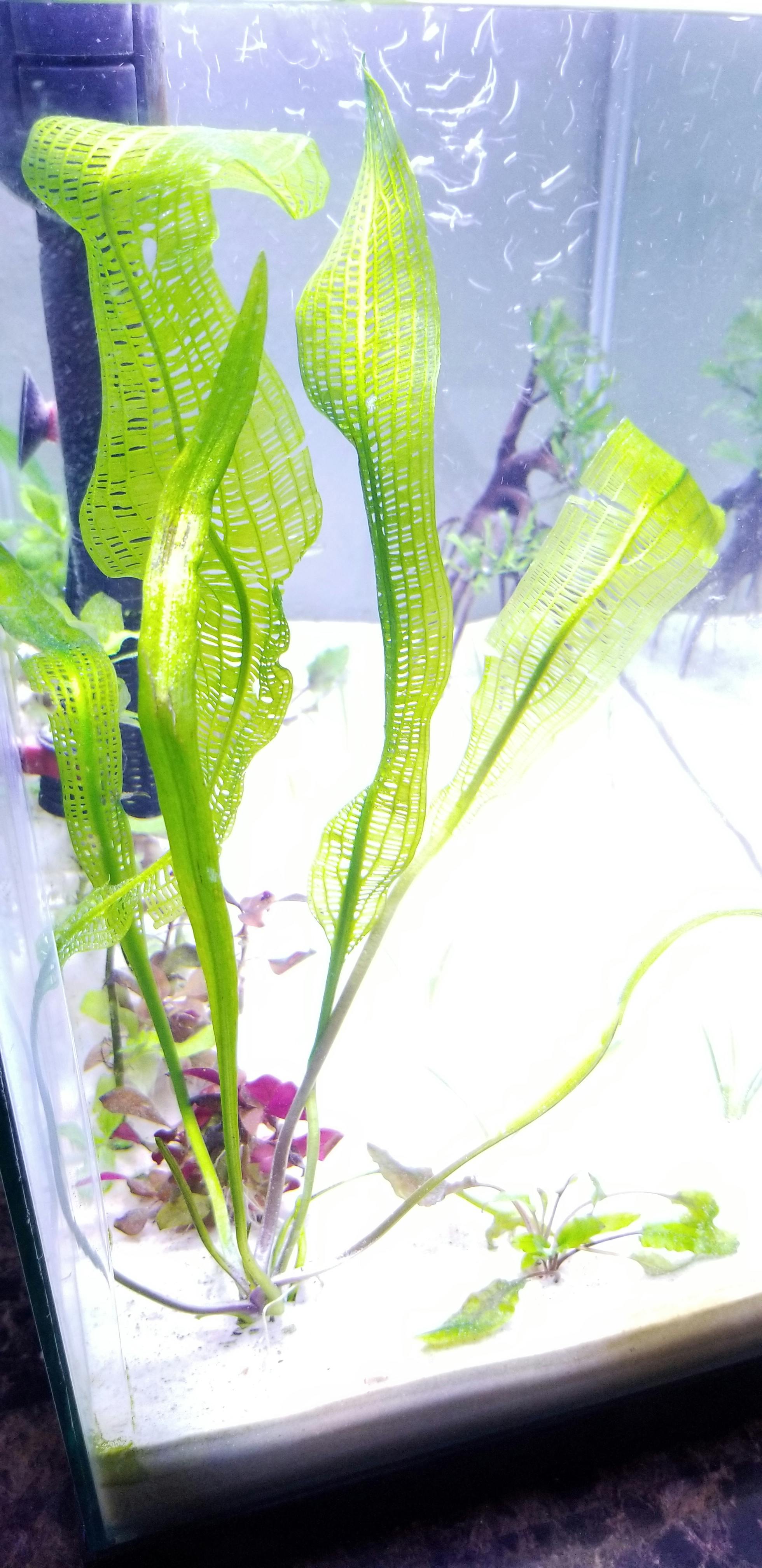 Madagascar Lace Plant (Aponogeton madagascariensis) DustinsFishtanks