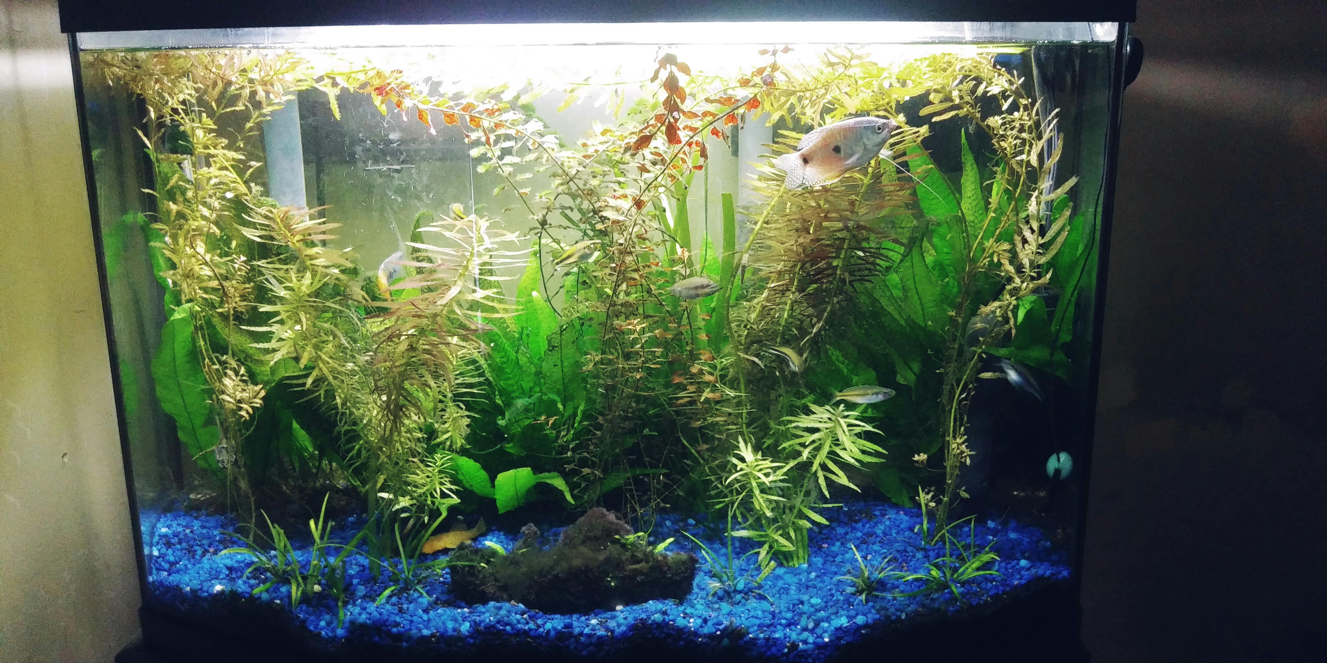 java moss in tank