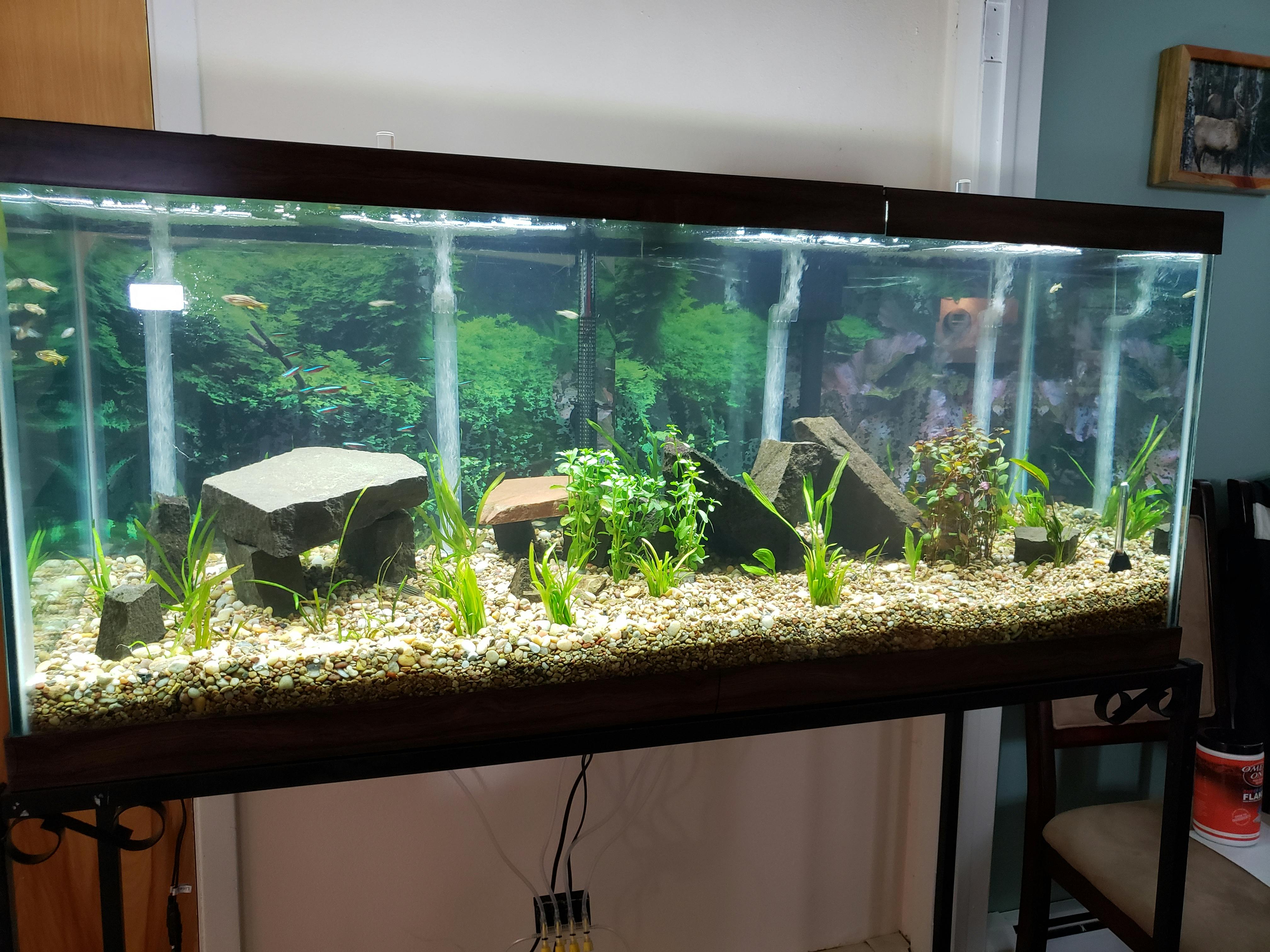 Dwarf Sagittaria Subulata -EASY Foreground Plant – DustinsFishtanks