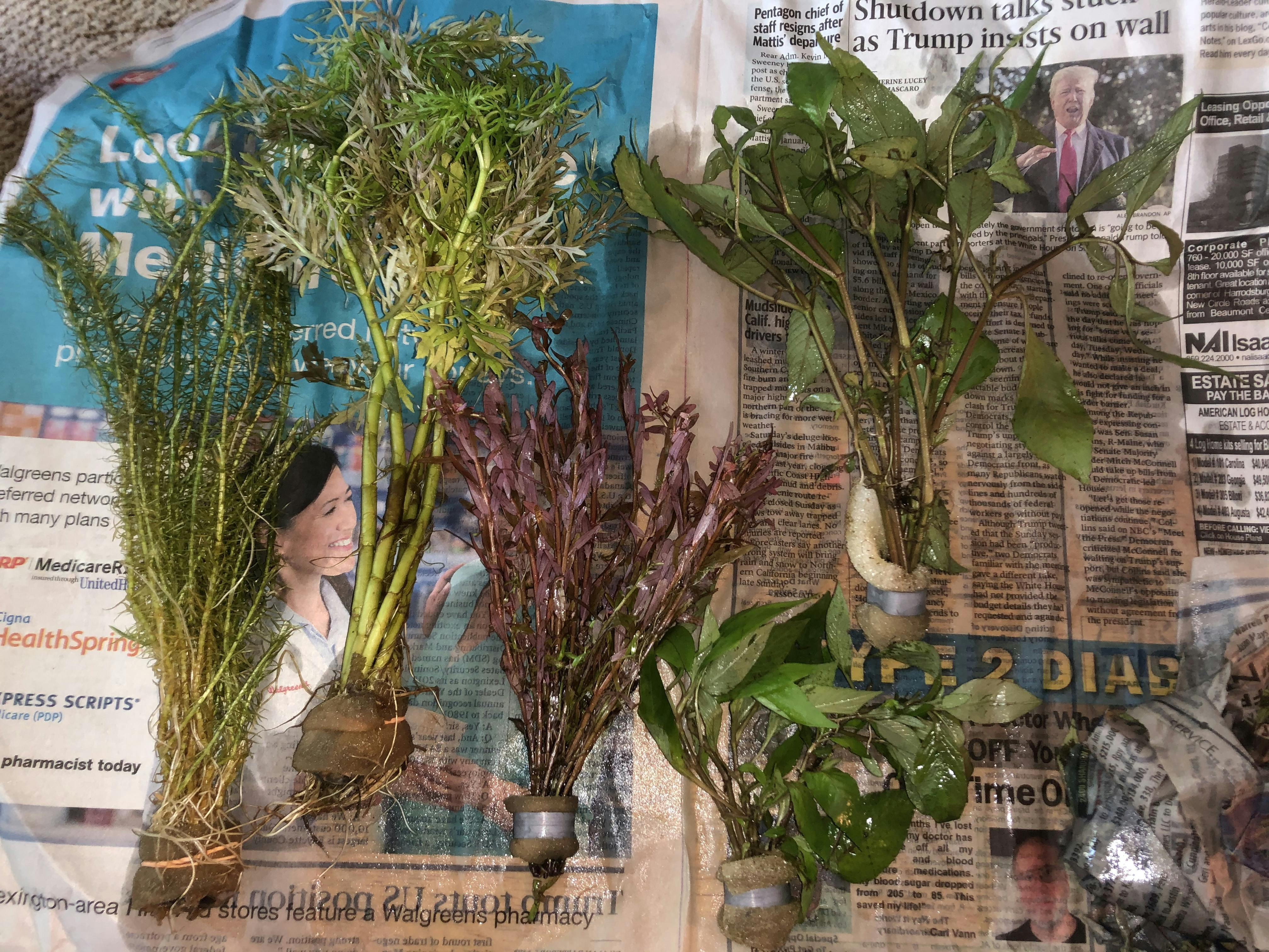 Our Best Selling “Beautiful Plants" Cheap Aquarium Plant Package 4 pla DustinsFishtanks