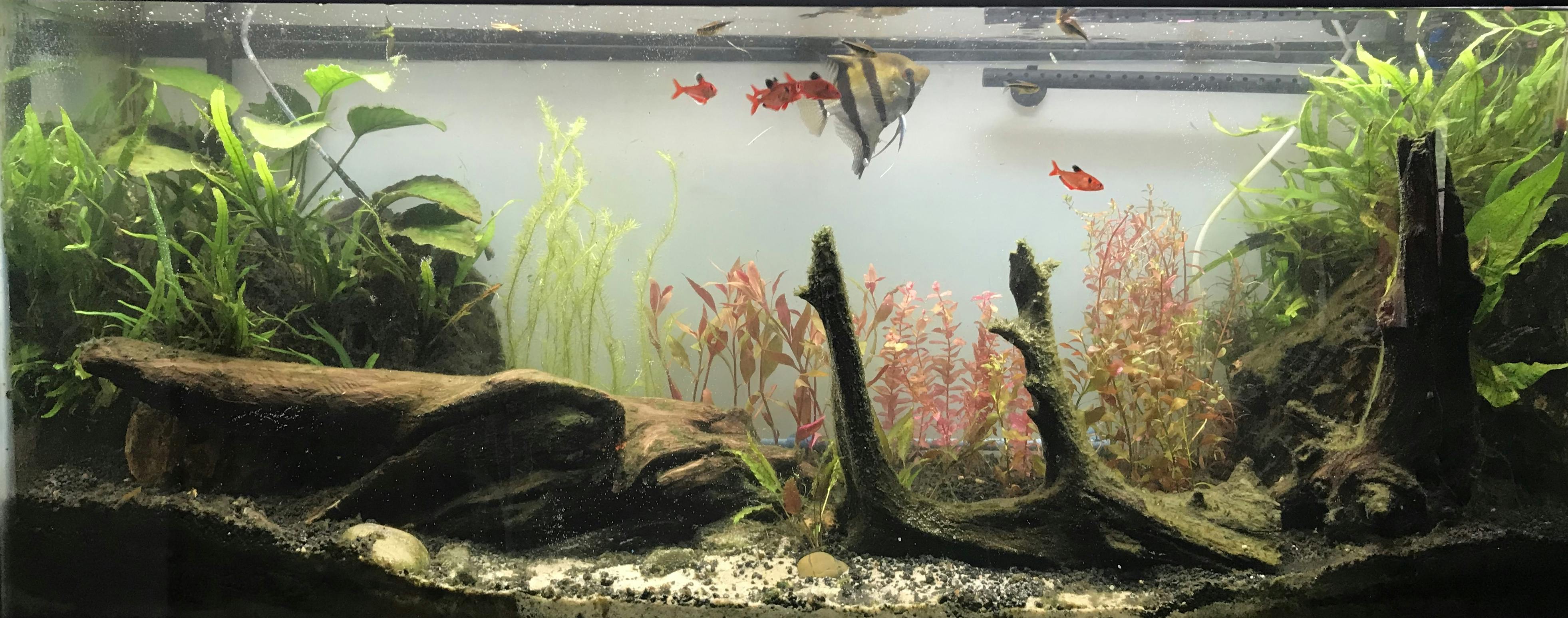 Our Best Selling “Beautiful Plants" Cheap Aquarium Plant Package 4 pla DustinsFishtanks