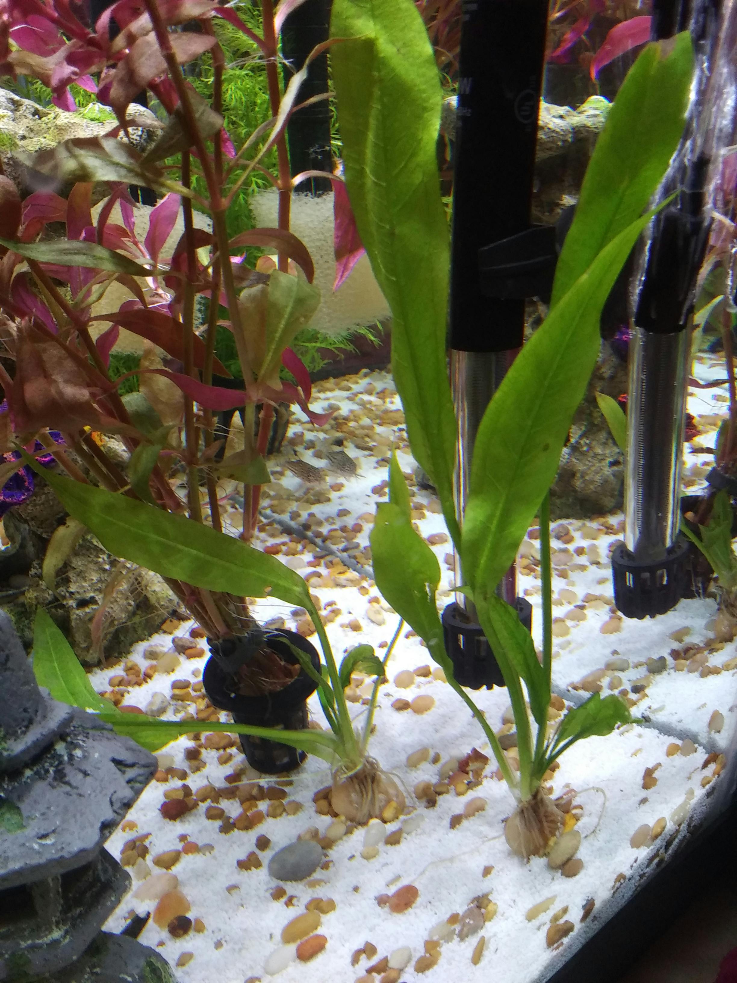 Small Amazon Sword (Great Deal on a Classic Aquarium Plant) (Echinodor