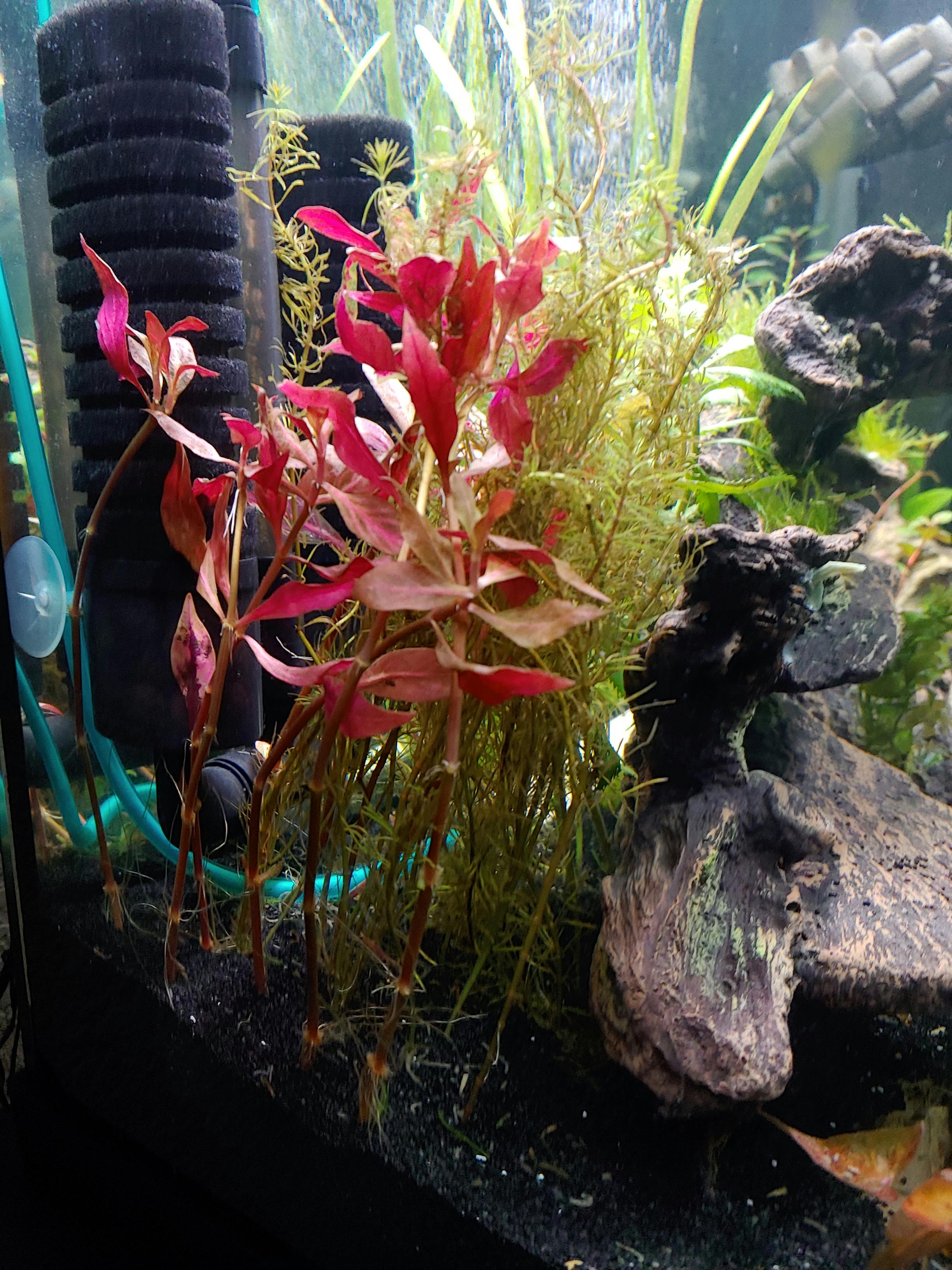 Alternanthera Reineckii "Variegated" (Our 1 selling Aquarium Plant