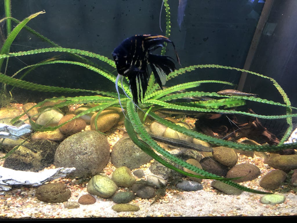 IRON DustinsFishtanks
