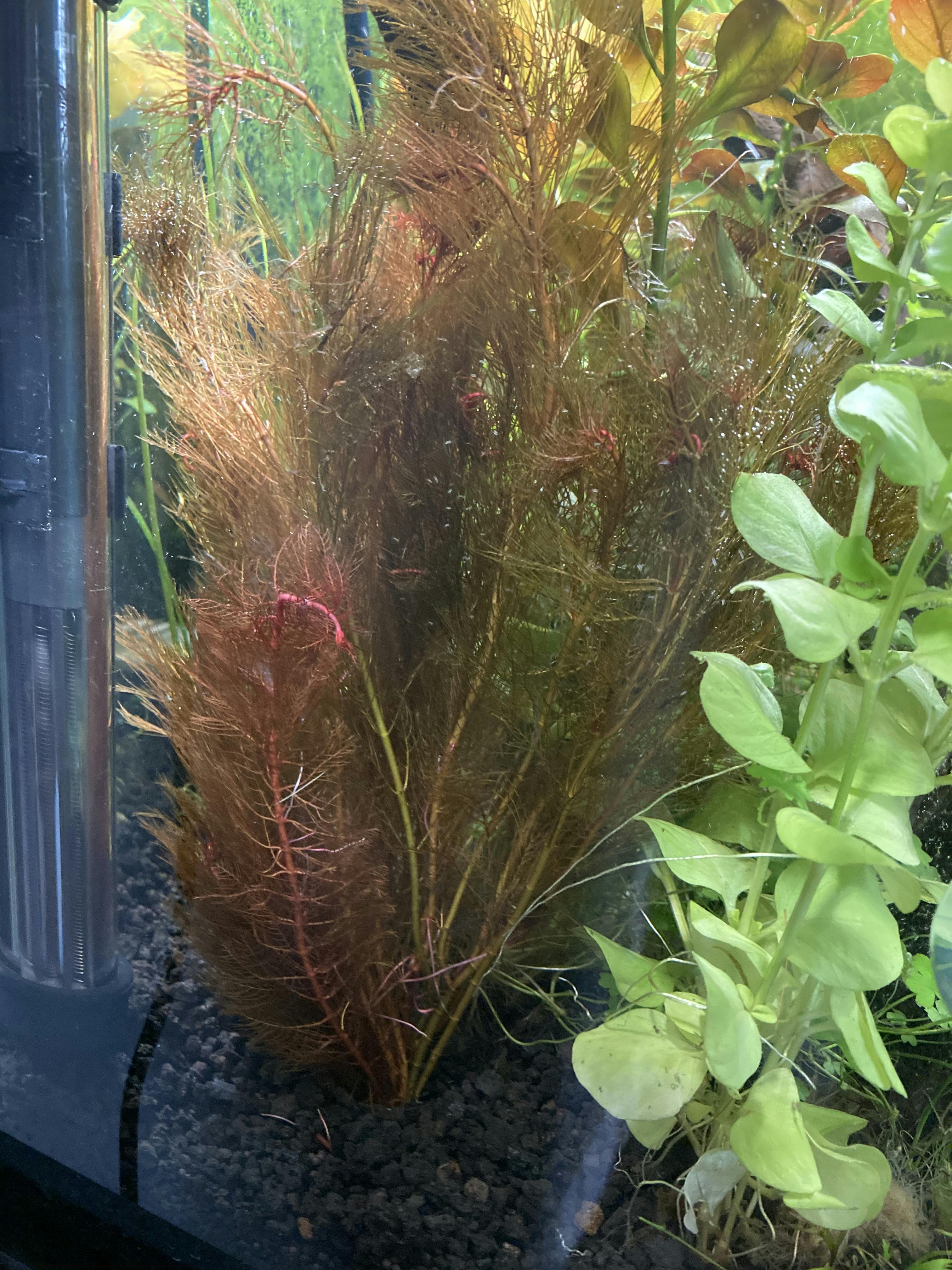 Myriophyllum tuberculatum (INSANE Red Aquarium Plant For Sale