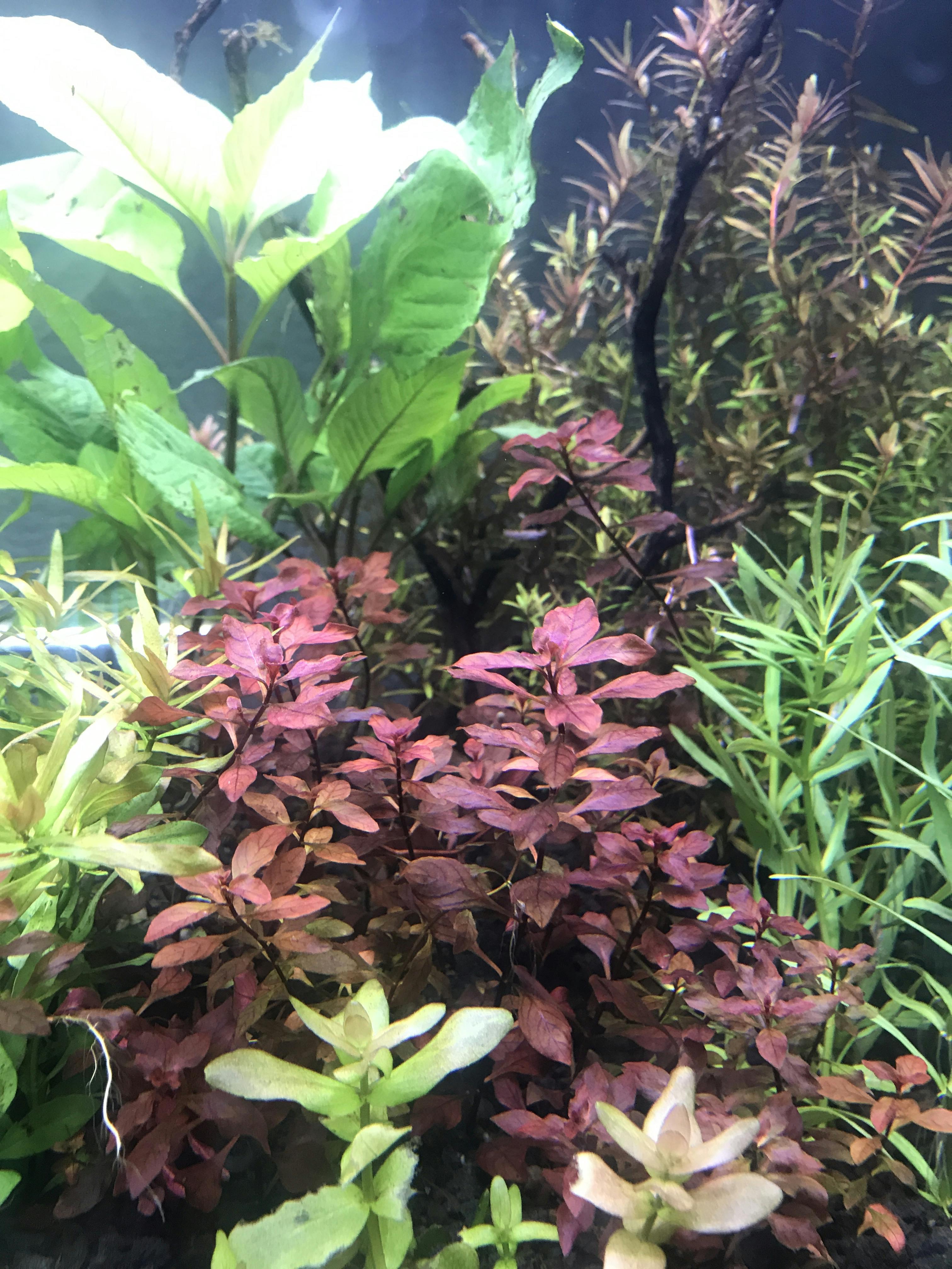 Ludwigia "Triple Red" Easy RED aquarium plant DustinsFishtanks