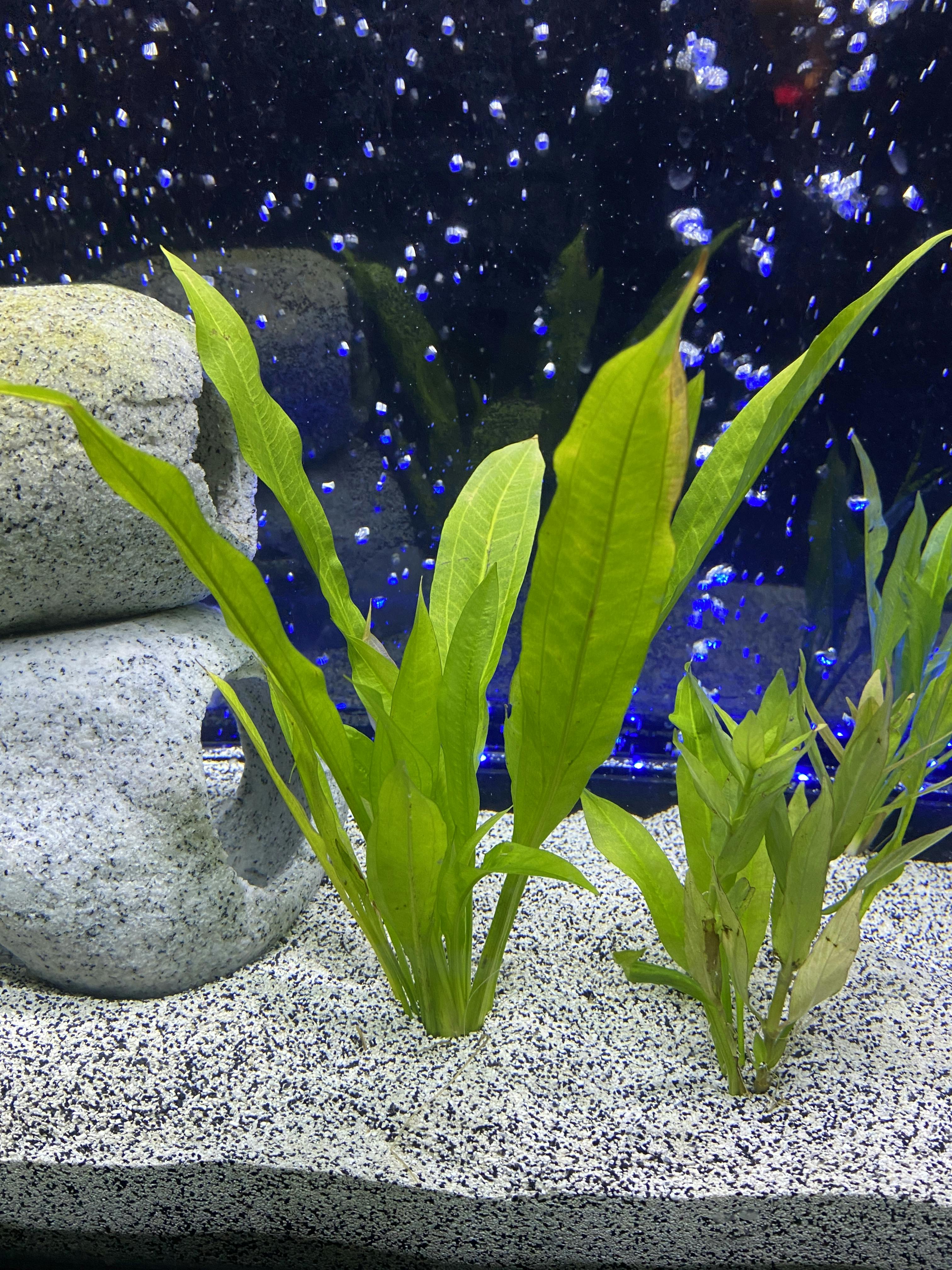 Small Amazon Sword (Great Deal on a Classic Aquarium Plant) (Echinodor
