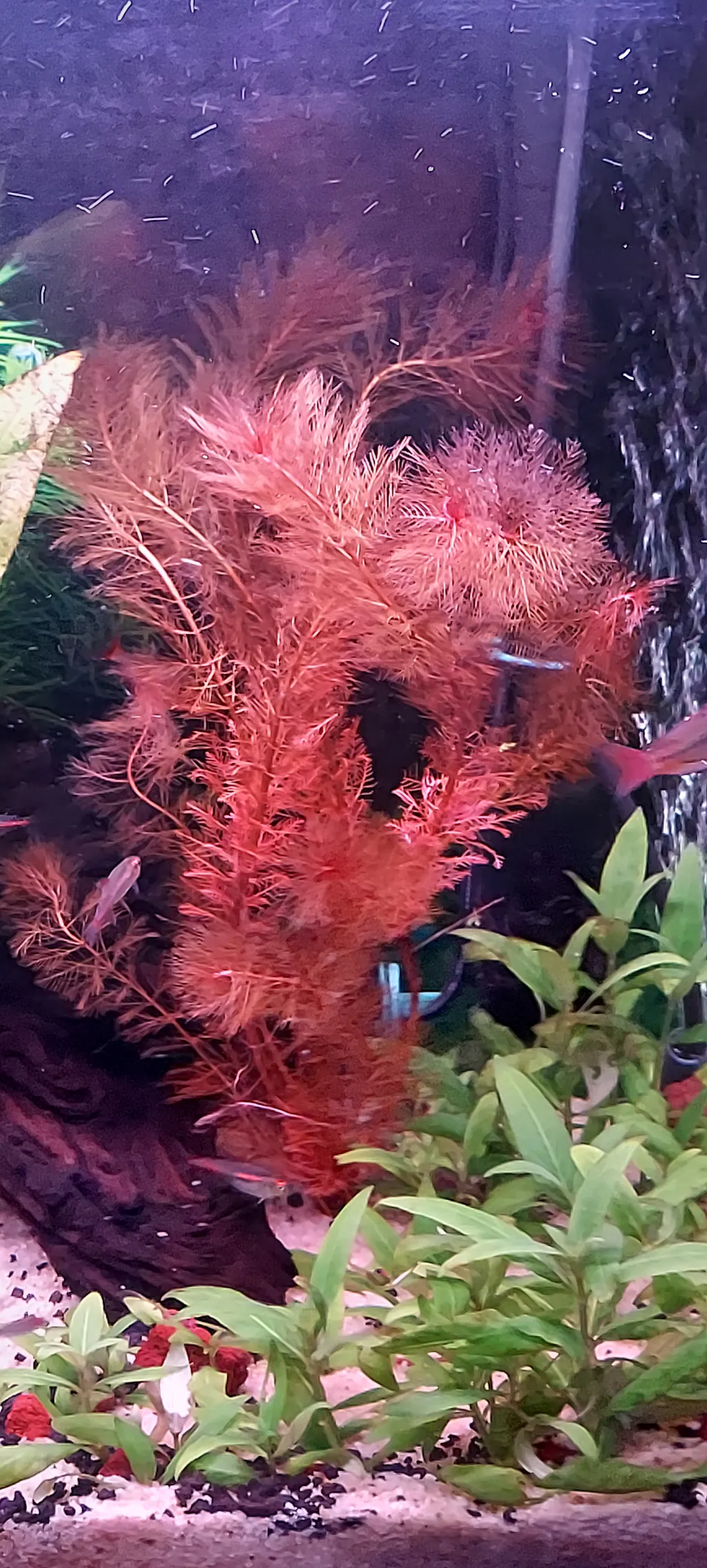 Myriophyllum tuberculatum (INSANE Red Aquarium Plant For Sale