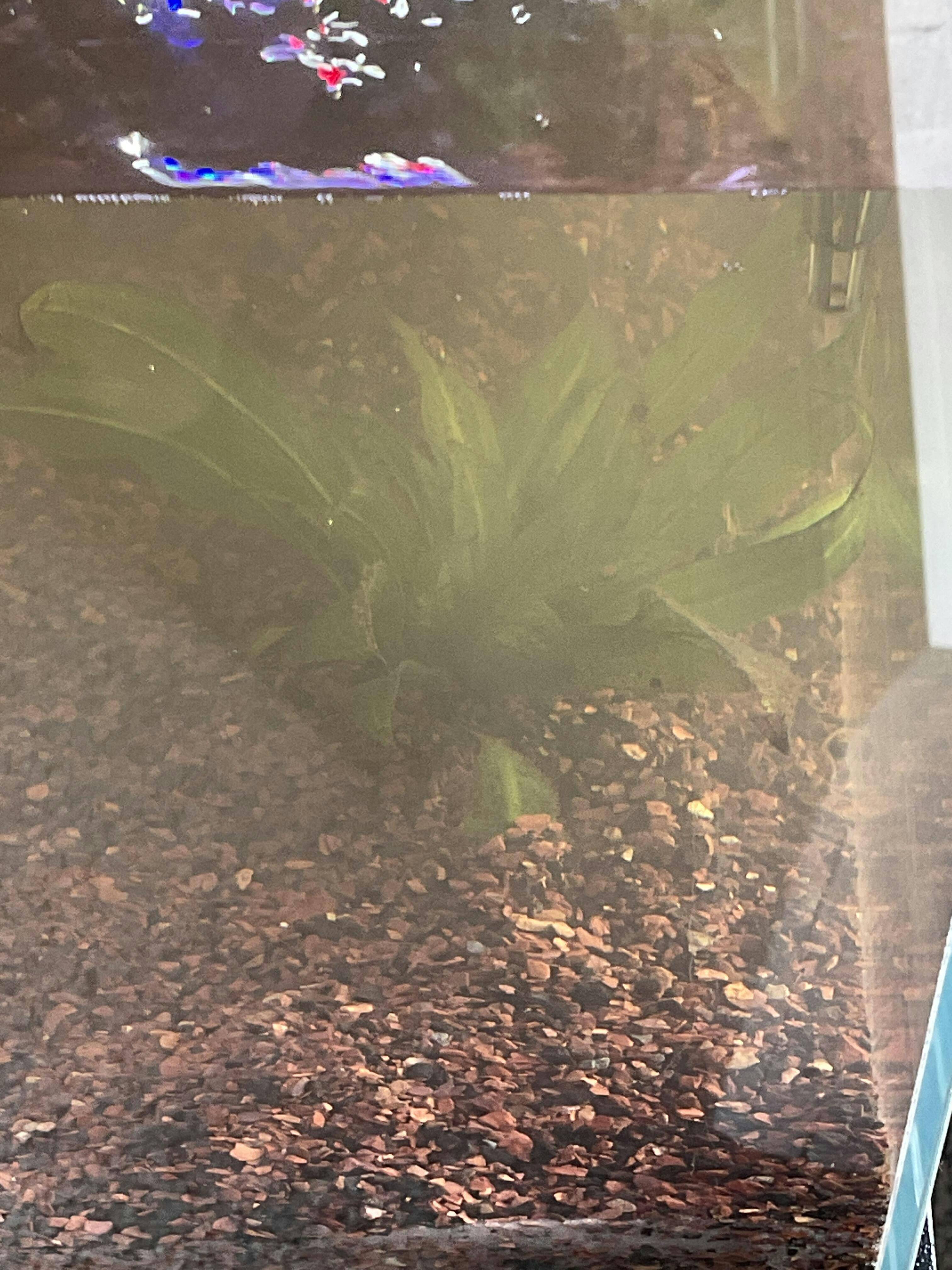 Red Clay(Iron for your Roots!!) DustinsFishtanks
