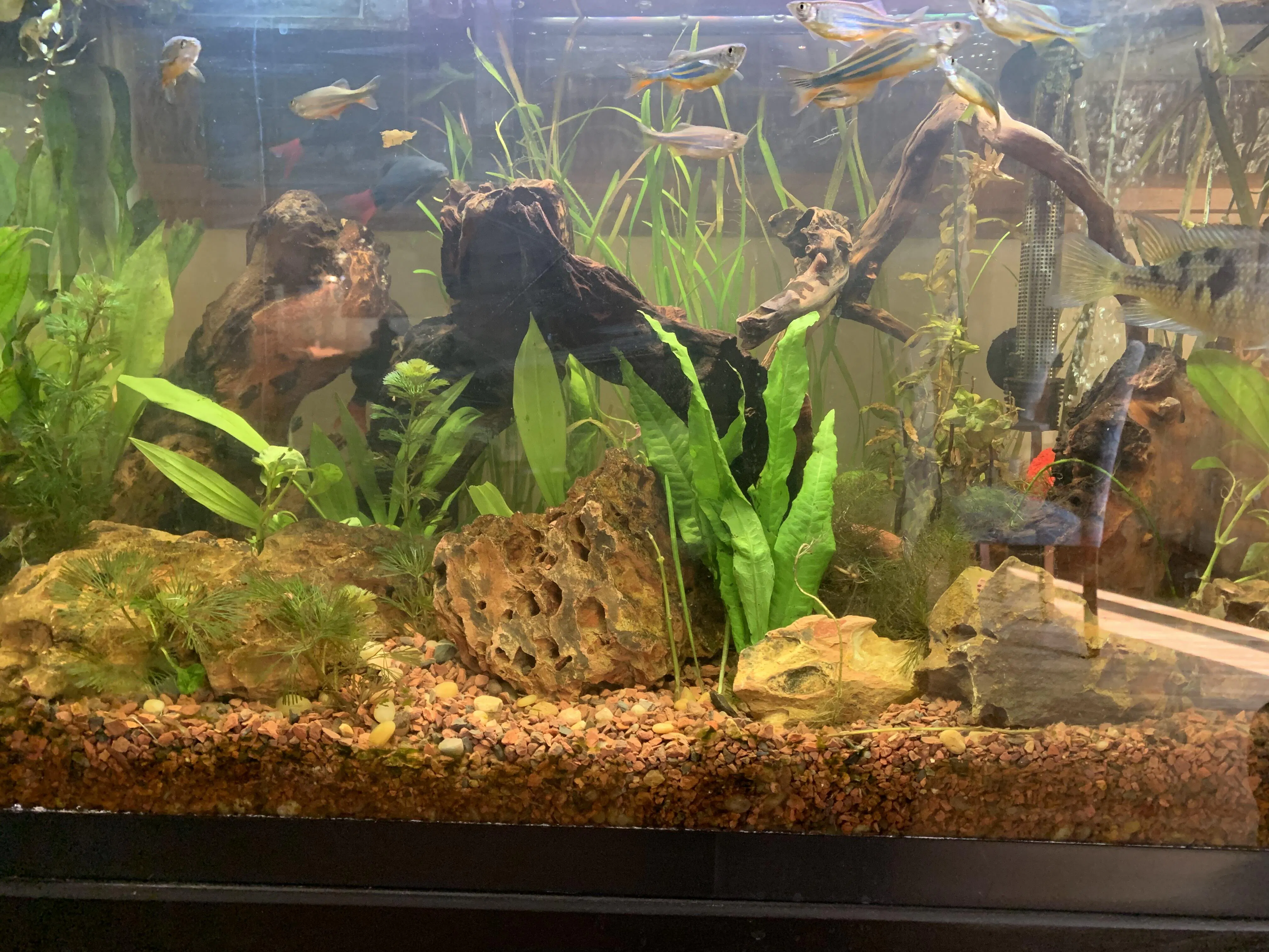 Java Fern (Reg) – DustinsFishtanks