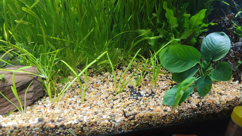 Dwarf Sagittaria Subulata -EASY Foreground Plant – DustinsFishtanks