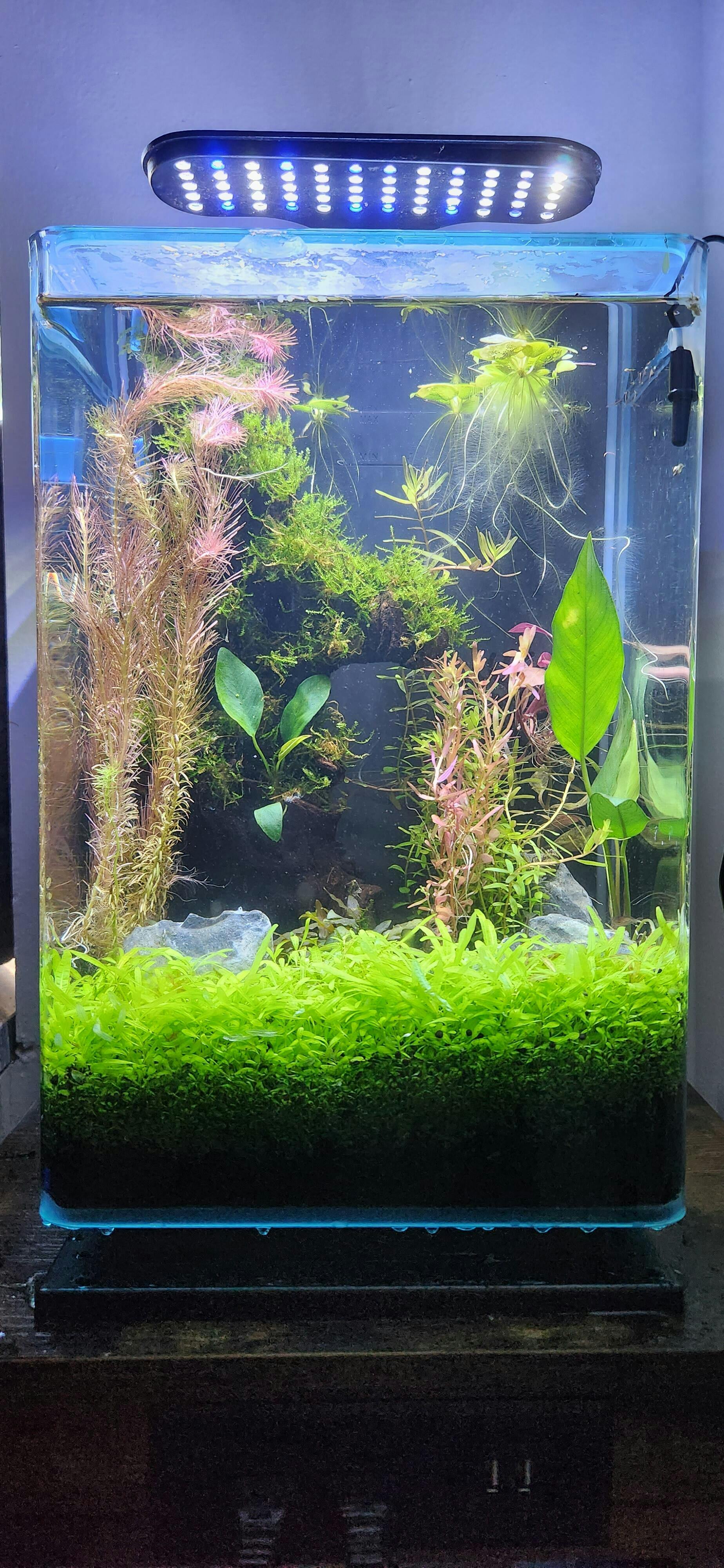 Rotala H'ra – DustinsFishtanks