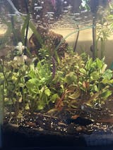 Bacopa caroliniana 'Yellow flame' (GOLDFISH PROOF!) – DustinsFishtanks