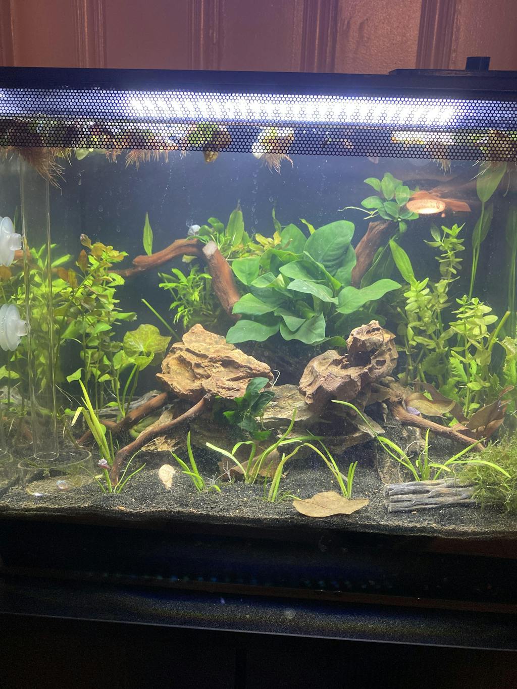 Anubias Nana For Sale on Dustin's FIsh Tanks - Get Anubias ...