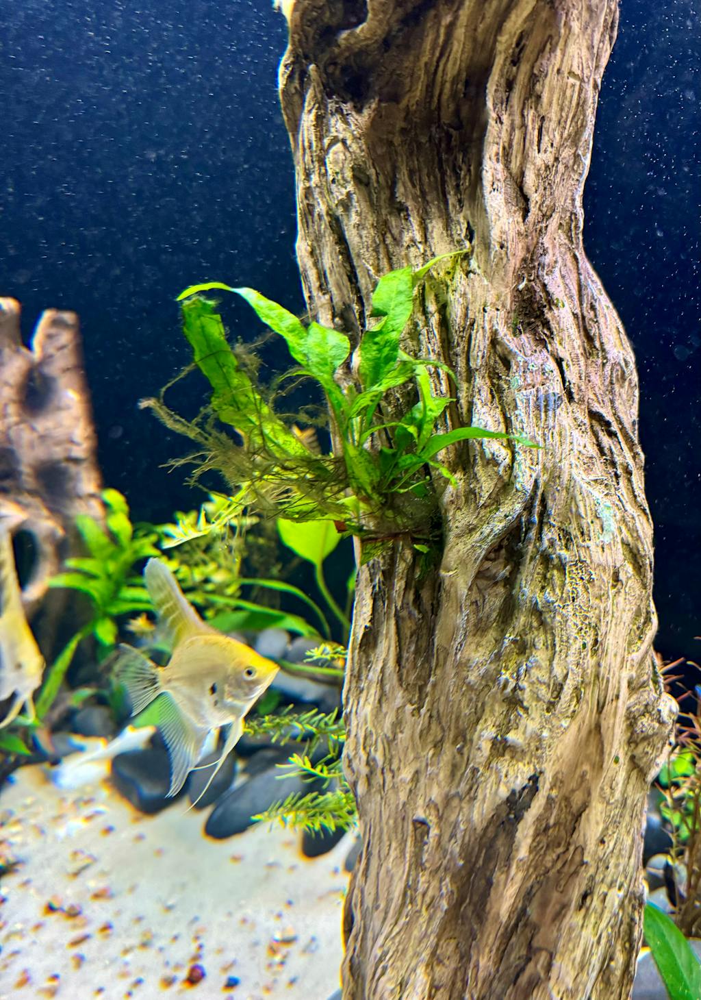 Java Fern. (Regular) – DustinsFishtanks