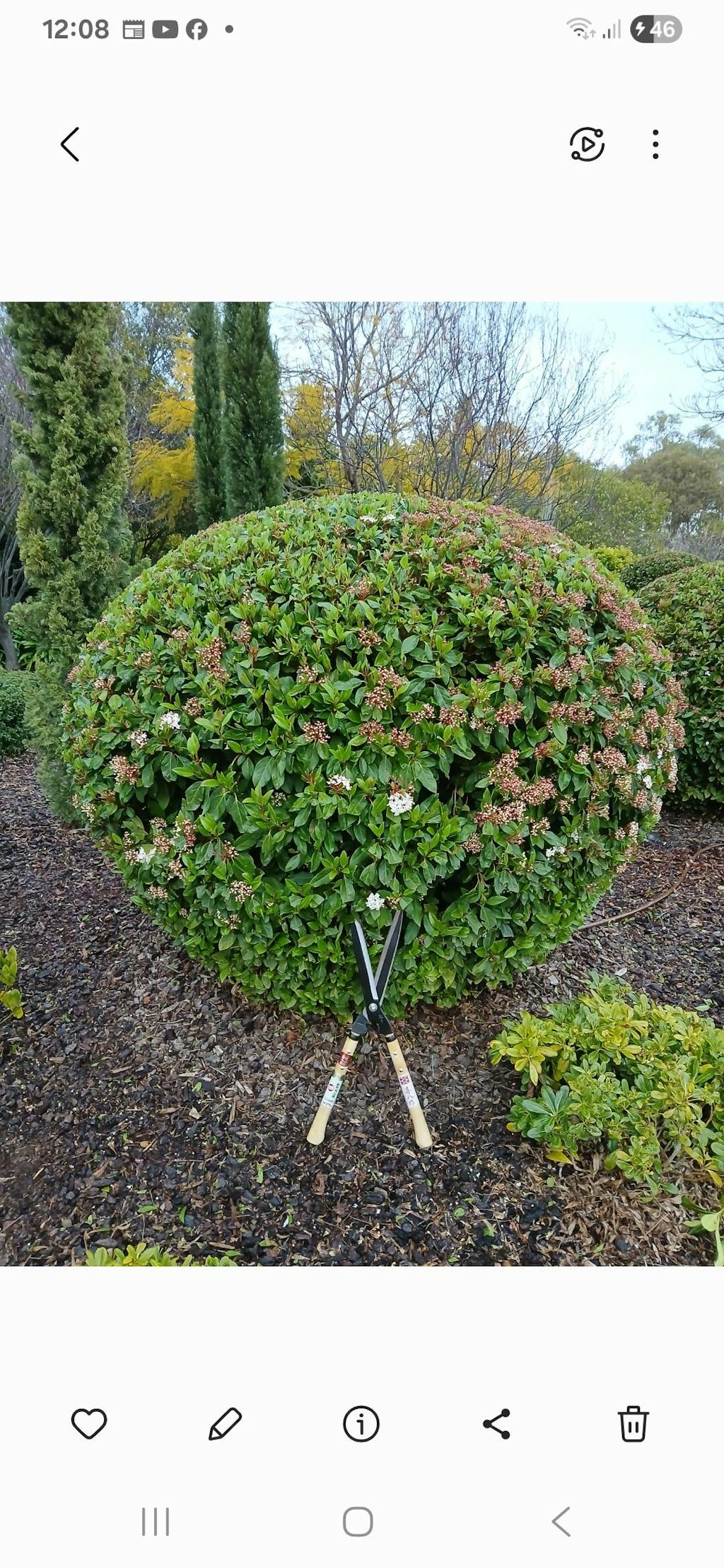 Yoshioka Karikomi Hedge Shears