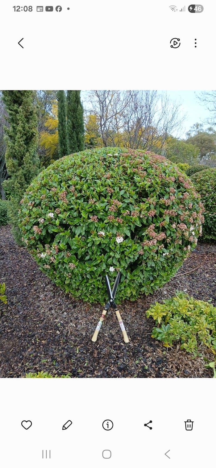 Yoshioka Karikomi Hedge Shears