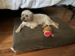 Medium Eco Orthopedic Dog Couch Bed No Cushions