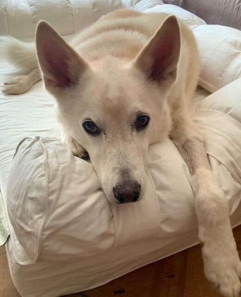 Large Orthopedic Dog Bed with Three Bolster Cushions - Eco Friendly & Non-Toxic