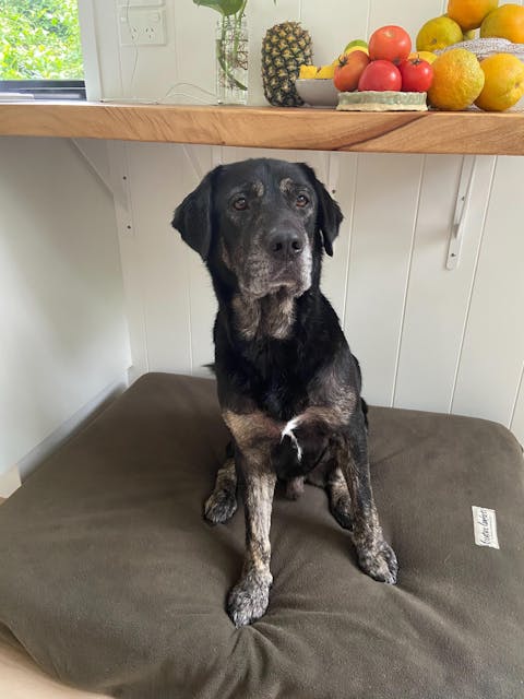 Large Orthopedic Dog Bed with One Bolster Cushion - Eco Friendly & Non-Toxic