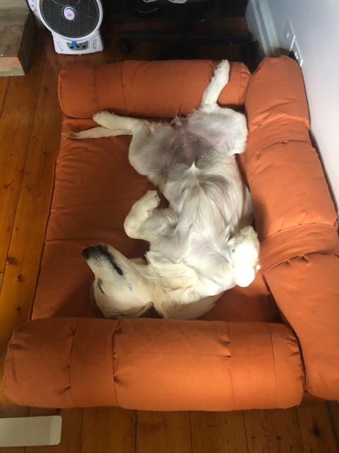 Large Orthopedic  Dog Bed with Three Bolster Cushions - Eco Friendly & Non-Toxic