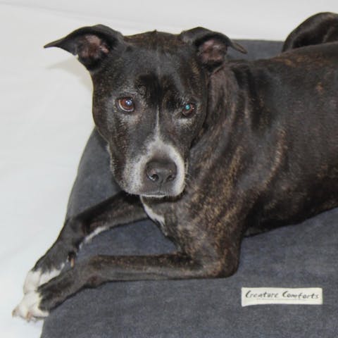 Medium Orthopedic Dog Bed with Three Bolster Cushions - Eco Friendly & Non-Toxic