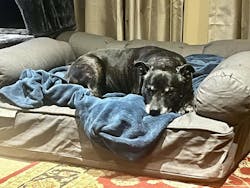 Large Eco Orthopedic Dog Couch Bed with Three Bolster Cushions