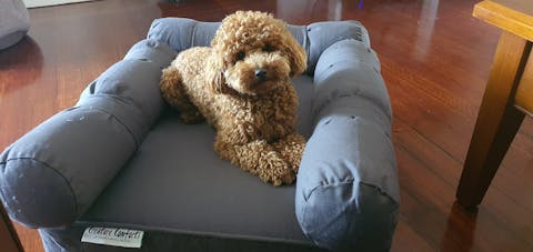 Small Orthopedic Dog Bed with Three Bolster Cushions - Eco Friendly & Non-Toxic