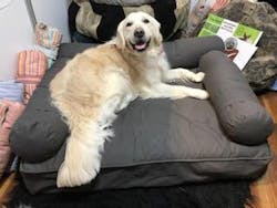 Eco Dogs Aust
