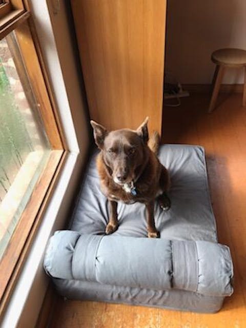 Medium Orthopedic Dog Bed with One Bolster - Eco Friendly & Non-Toxic