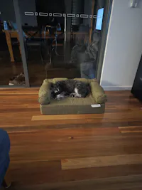 Eco Dogs Aust