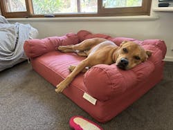 Large Orthopedic  Dog Bed with Three Bolster Cushions - Eco Friendly & Non-Toxic