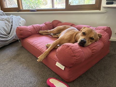 Large Orthopedic  Dog Bed with Three Bolster Cushions - Eco Friendly & Non-Toxic